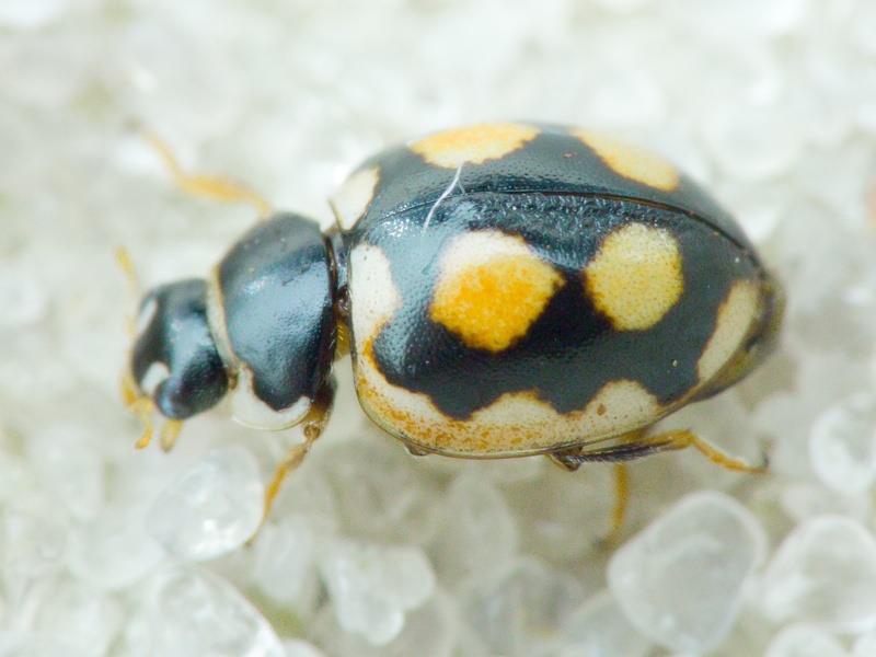 Coccinula sinuatomarginata (Faldermann, 1837)